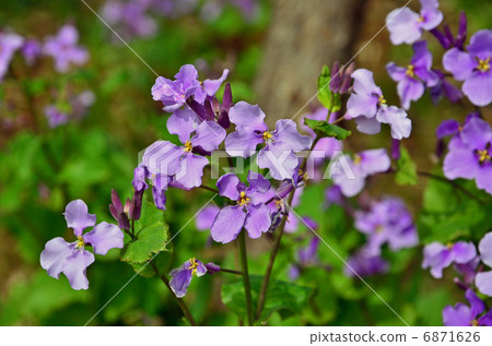 Plants · Shokashai Brassicaidae Plants · Shokashai Brassicaidae 6871626