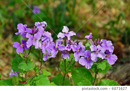 植物·Shokashai Brassicaidae 植物·Shokashai Brassicaidae 6871627