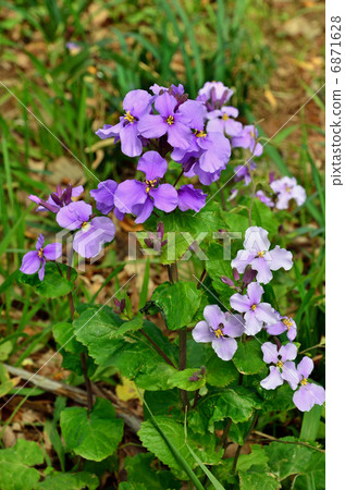 植物·Shokashai Brassicaidae 植物·Shokashai Brassicaidae 6871628
