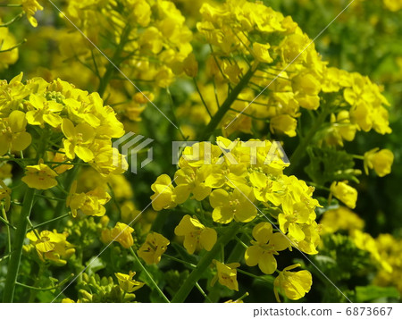 強姦花1 強姦花1 6873667