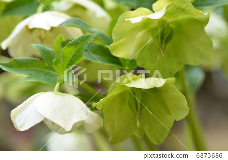 Christmas rose 6873686