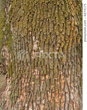 Camphor tree 6874175