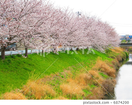 Yana River(木更津市/千葉縣)的櫻花 Yana River(木更津市/千葉縣)的櫻花 6874200