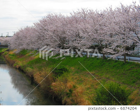 Yana River(木更津市/千葉縣)的櫻花 Yana River(木更津市/千葉縣)的櫻花 6874204