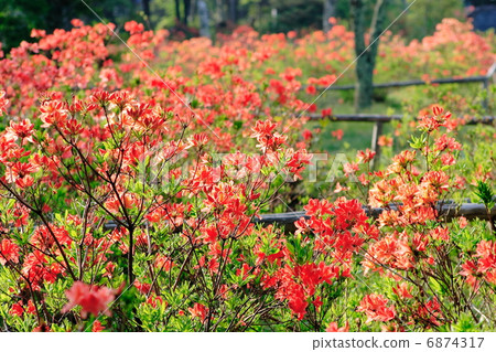 Ranged azalea of the plateau 6874317