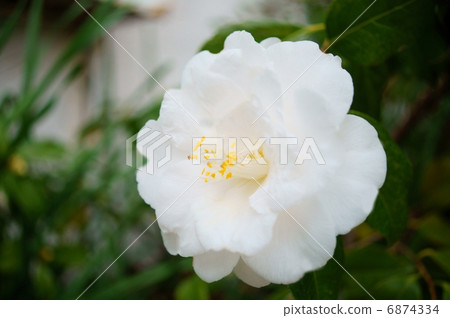 Camellia white flower language: ideal affection Camellia japonica L. 6874334