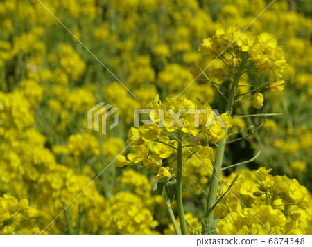 Nanayama強姦花田 6874348