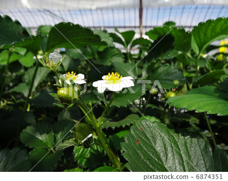 Strawberry hunting greenhouse strawberry flowers Strawberry hunting greenhouse strawberry flowers 6874351