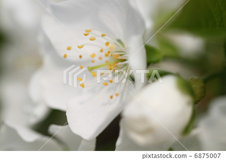 Cherry white flowers 6875007