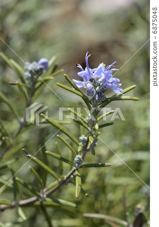 Rosemary Flower Rosemary Flower 6875048