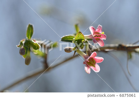 Ugisu Kagura (Yoga Kagura) Ugisu Kagura (Yoga Kagura) 6875061