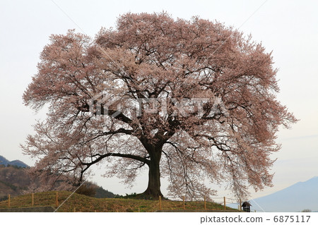 Cherry blossoms at Mizuka - at Takeda 6875117
