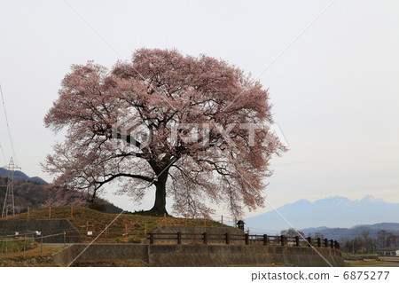 Cherry blossoms at Mizuka - at Takeda Cherry blossoms at Mizuka - at Takeda 6875277