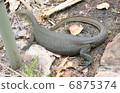 A lizard 6875374