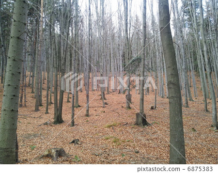 Nature Nature 6875383