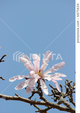 Pink Kobushi Pink Kobushi 6875634