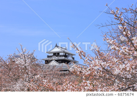 櫻花盛開的松山城堡 6875674
