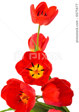 bouquet of tulips 6875677