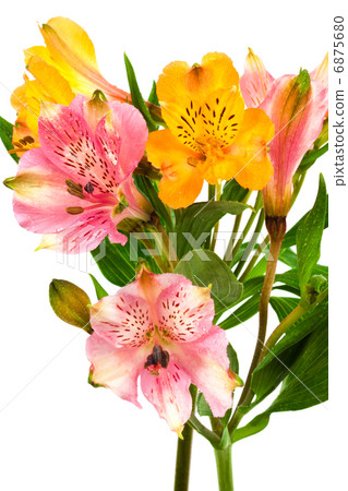 alstroemeria 6875680