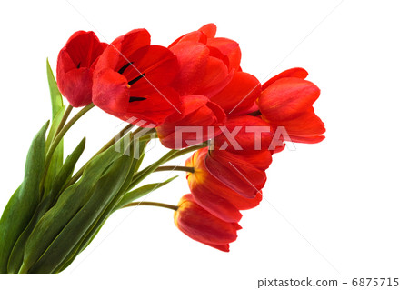 bouquet of tulips 6875715