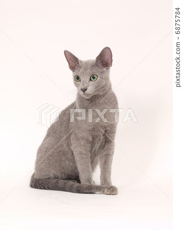 俄羅斯藍看到了一面 6875784