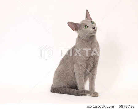 剝俄羅斯藍 6875785