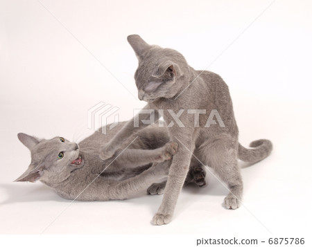 木偶小貓 6875786