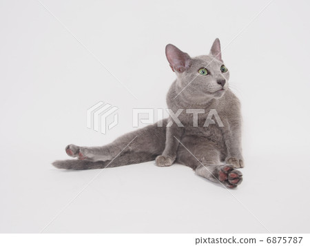 俄羅斯藍 6875787