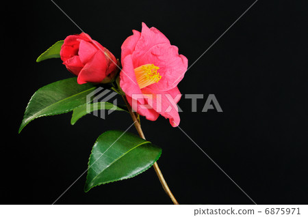 Black background camellia 6875971