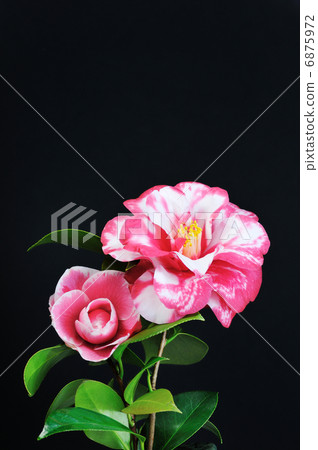 Camellia of vitiligo Camellia of vitiligo 6875972
