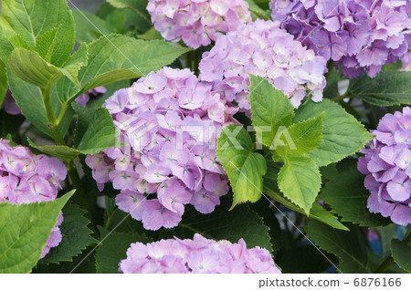 Hydrangea 6876166