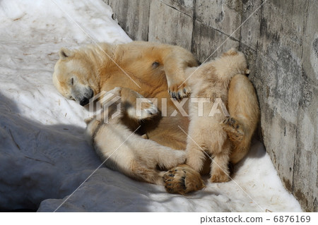 Polar bears 6876169