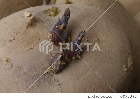 Potato's sweet potato 6876353