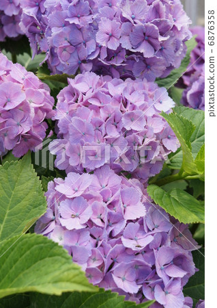 Hydrangea Hydrangea 6876358