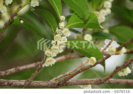 Hisakaki的花 6876516