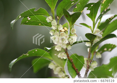 Hisakaki的花 Hisakaki的花 6876519