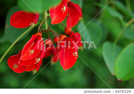 美國DIGO（Kaikozu） 6876526