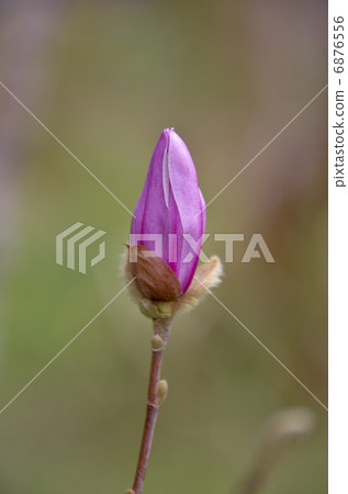 Kobushi's bud Kobushi's bud 6876556