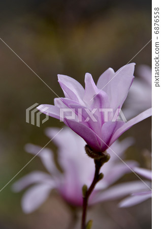 Kobushi flower 6876558