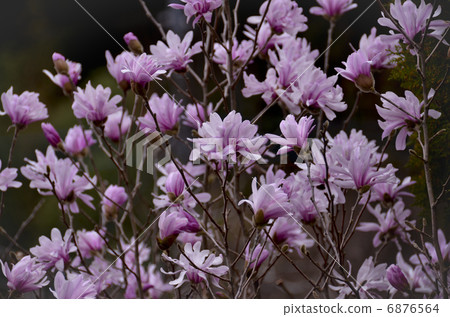 Kobushi flower 6876564