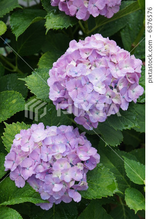 繡球 繡球 6876576