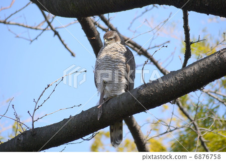 Rare wild animals and plants species Falcona (prospective): Falcon 6876758
