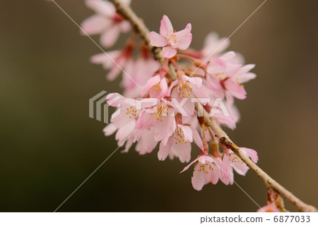 Pink gourd cherry tree Pink gourd cherry tree 6877033