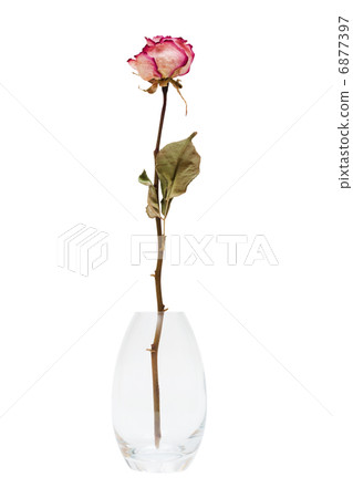 dry rose in the vase 6877397