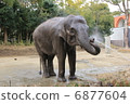 Bathing in an elephant 6877604