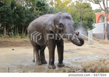 Bathing in an elephant 6877604
