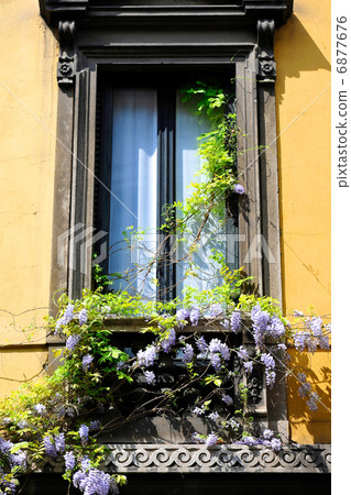 Wisteria on the window side Wisteria on the window side 6877676