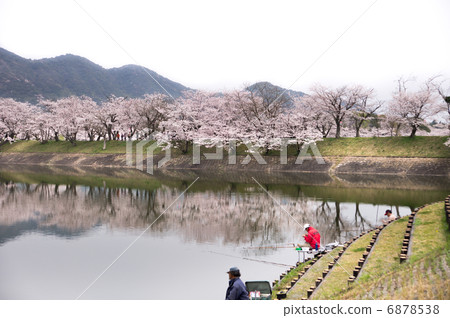 Tachioka自然公園900風景全國櫻花 6878538