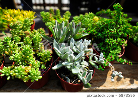 Succulent plants 6878596