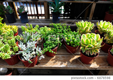 Succulent plants 6878598
